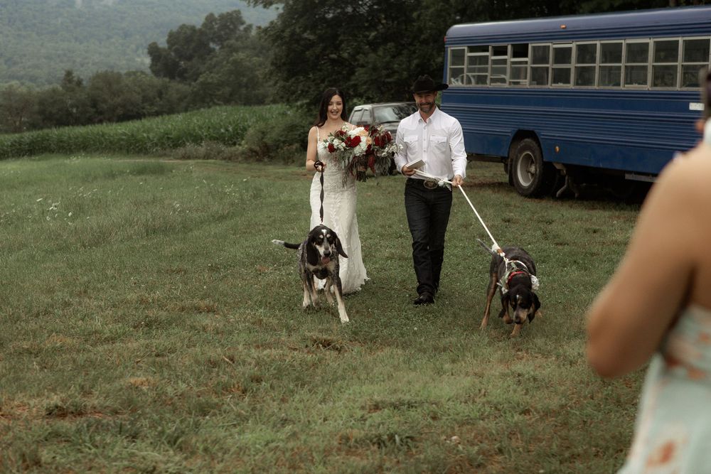A couple in wedding attire walks with two dogs on leashes in a green field with a blue bus in the background.