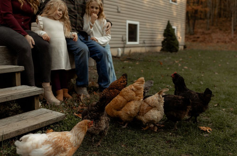 Chickens gather on grass near wooden steps while people sit together outdoors.