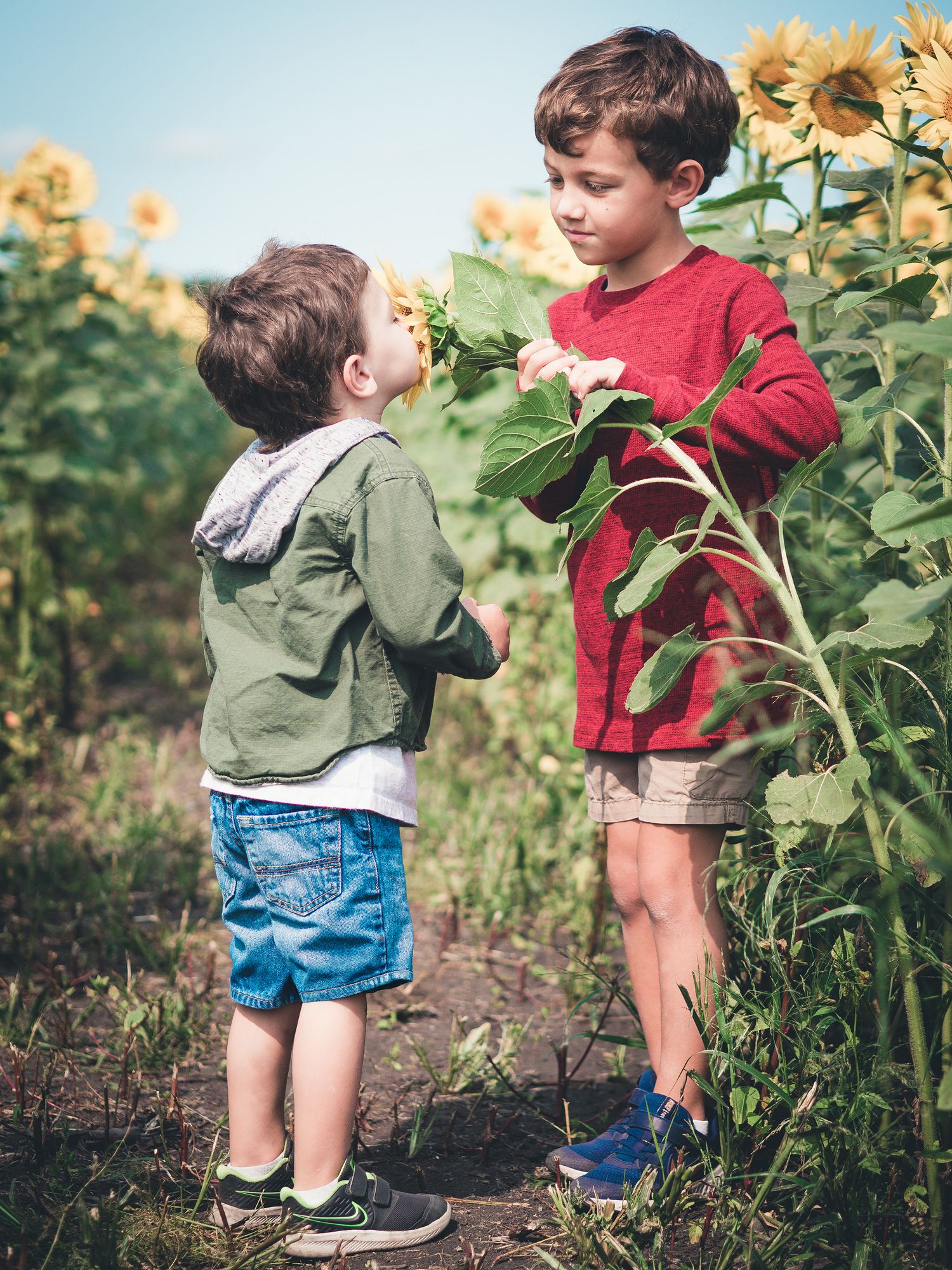 A series of photos capturing children exploring among tall sunflowers in a garden.
