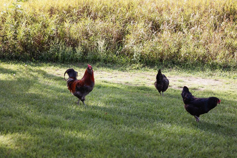A row of chickens walking across a sunny green lawn with tall golden grass in the background.