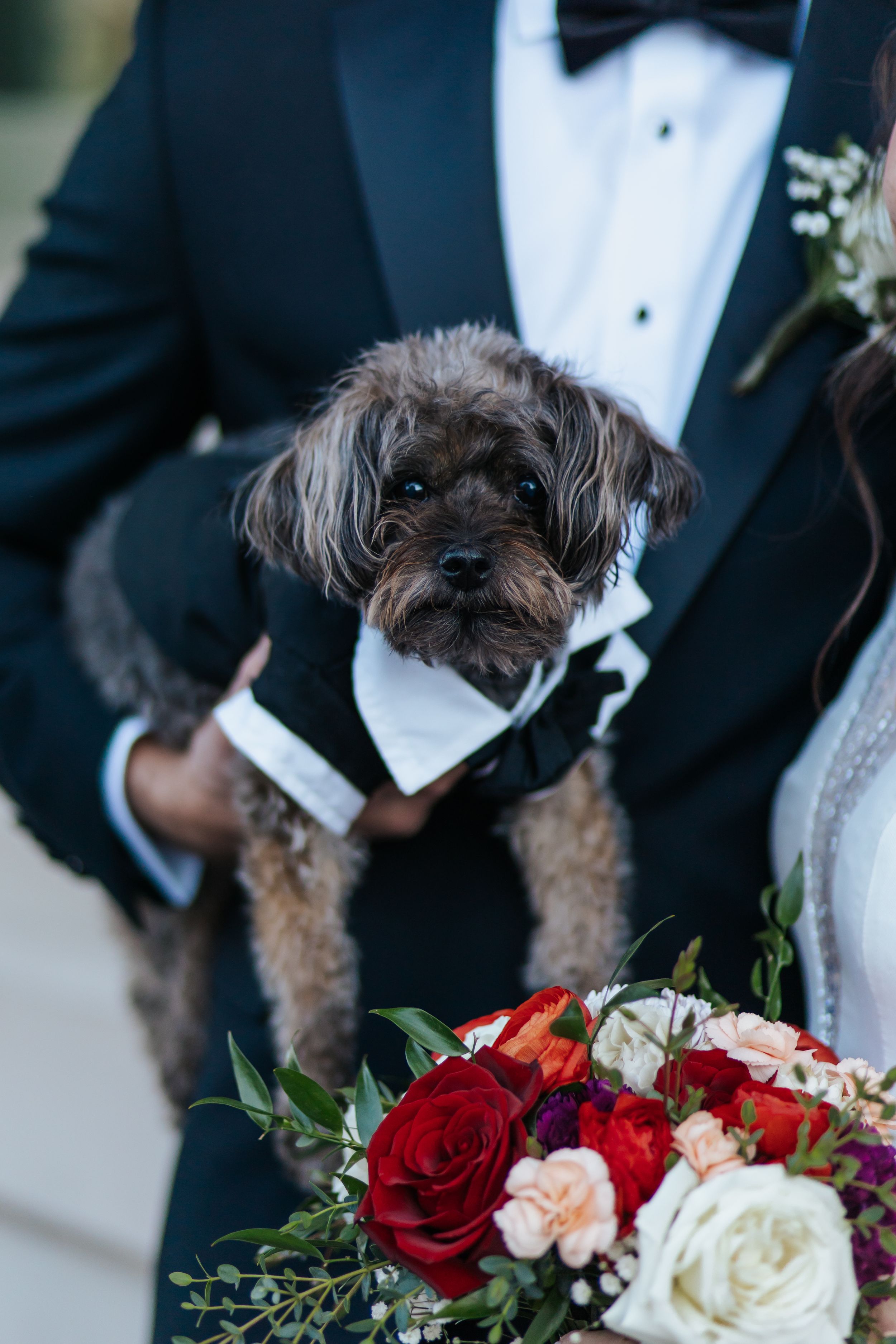 A small brown dog wearing a bow tie poses with a vibrant red and white wedding bouquet.