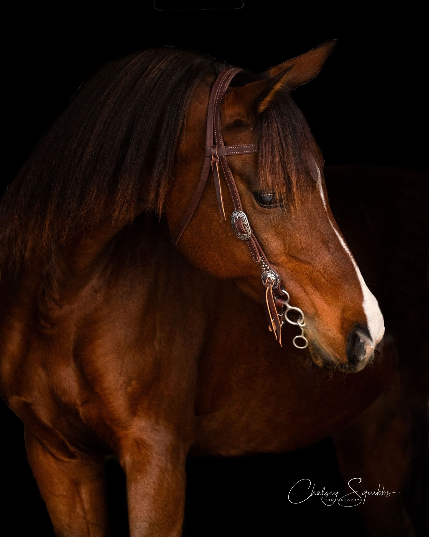 Engaged horse expression with ears forward in black background portrait session