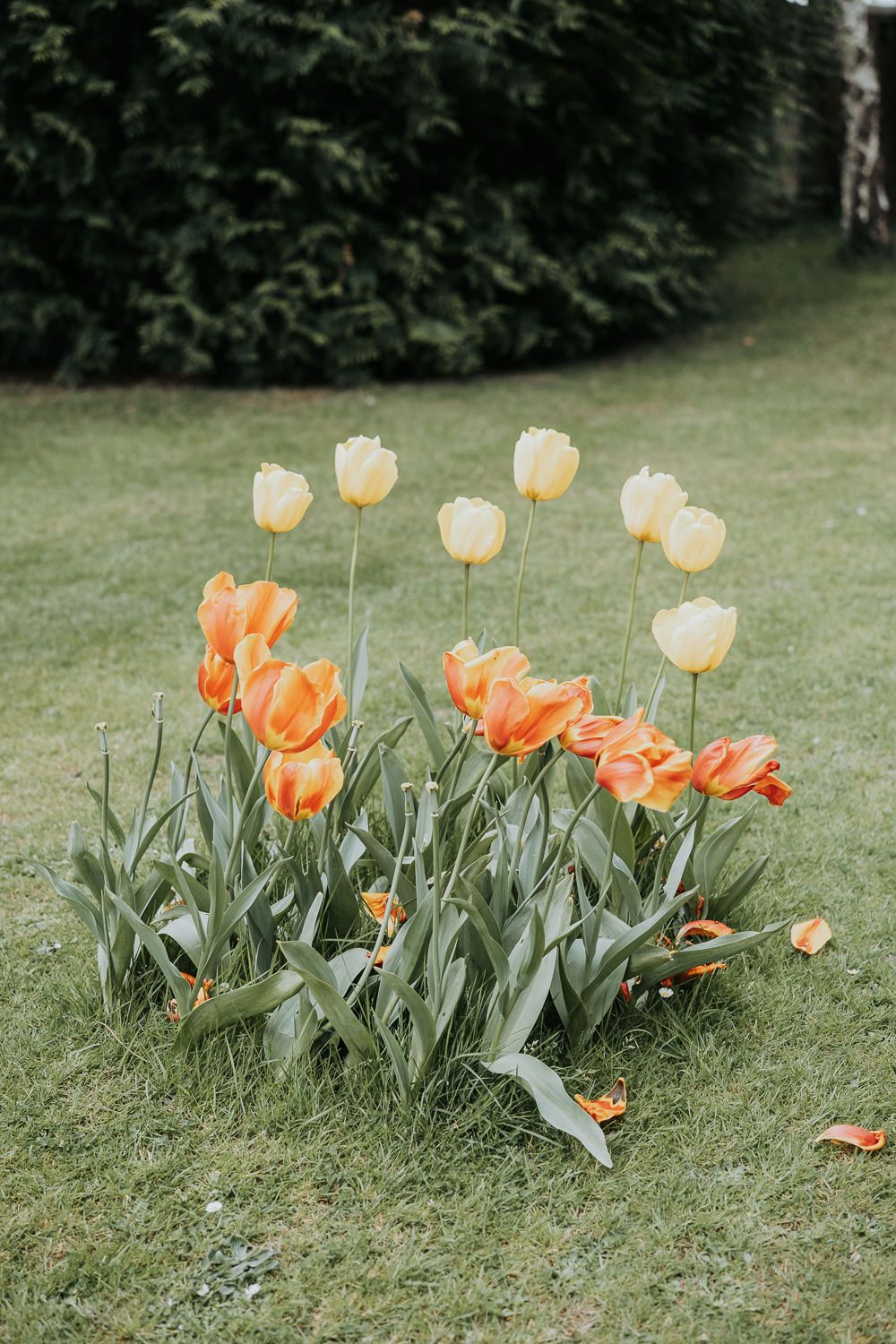 Orange and white tulips blooming in a garden with lush green grass and foliage in the background.