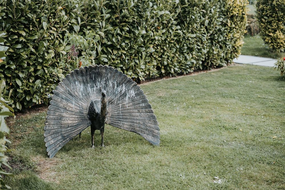 A peacock displays its magnificent tail feathers in a lush green garden setting.
