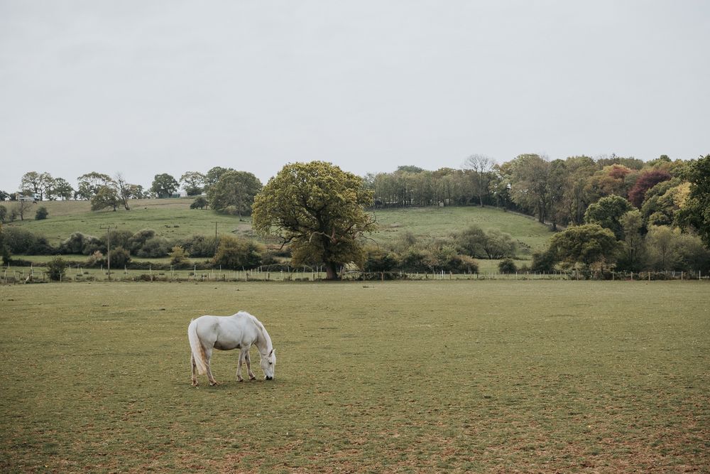 White horse grazing in a green pasture with rolling hills and trees in the background on a cloudy day.