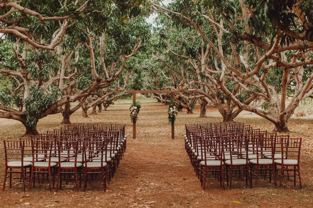 Rows of wooden chairs set up for an outdoor wedding ceremony under large shady trees.