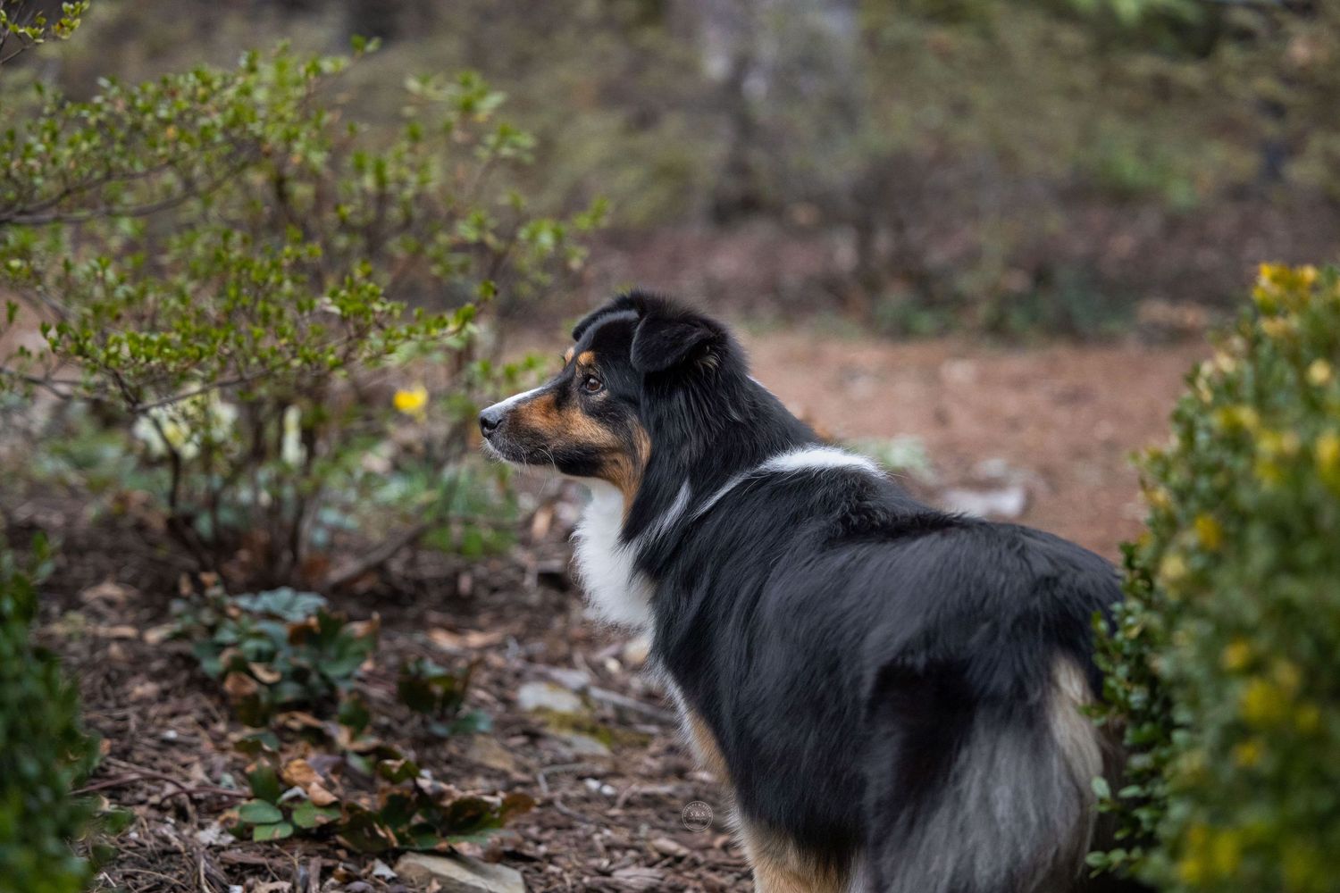 Australian shepherd dog with black and white coat stands alert on a dirt path surrounded by desert vegetation.