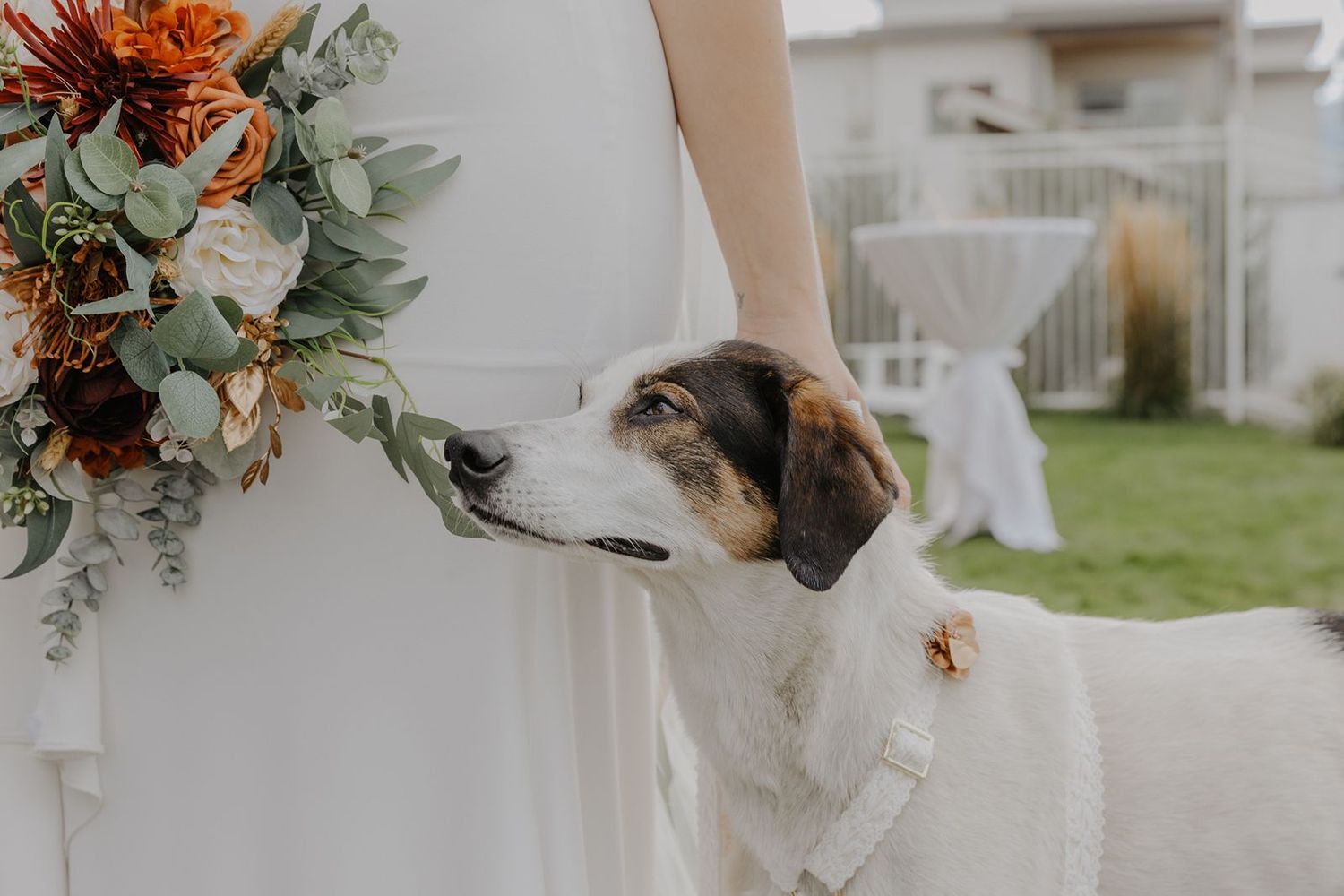 Curious dog sniffing bride's rustic fall wedding bouquet of orange and white flowers at outdoor ceremony.