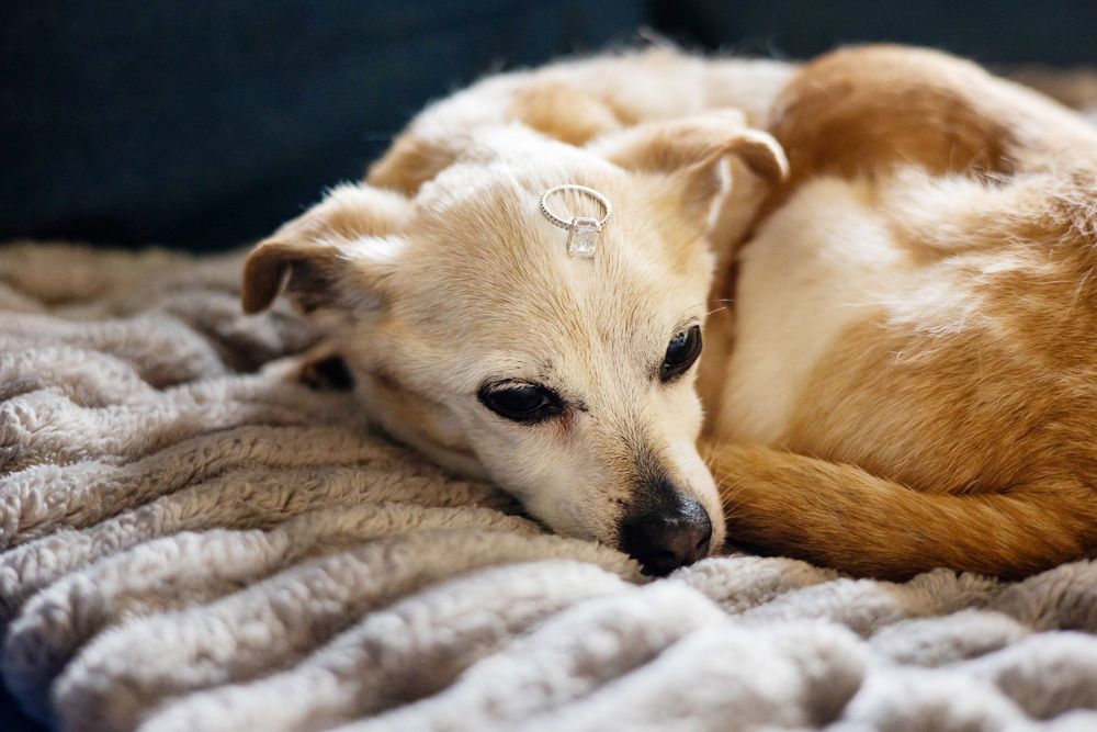 A sleepy chihuahua dog rests on a cozy gray blanket in soft lighting with the wedding right on her head