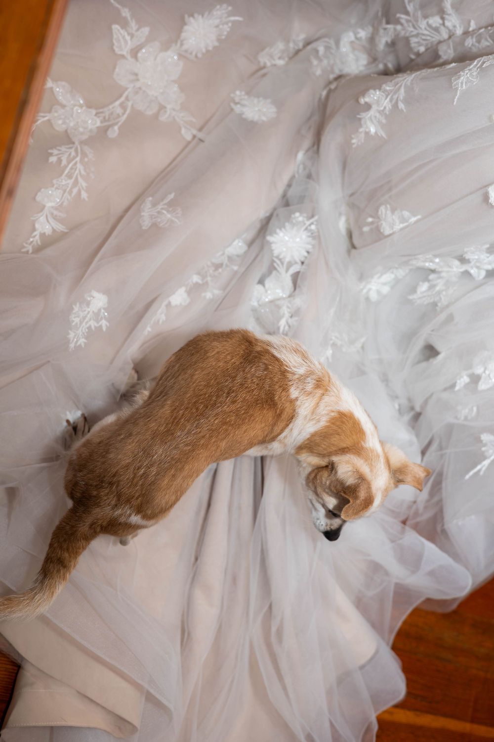 A small chihuahua playfully hiding under layers of white tulle fabric and wedding dress material.