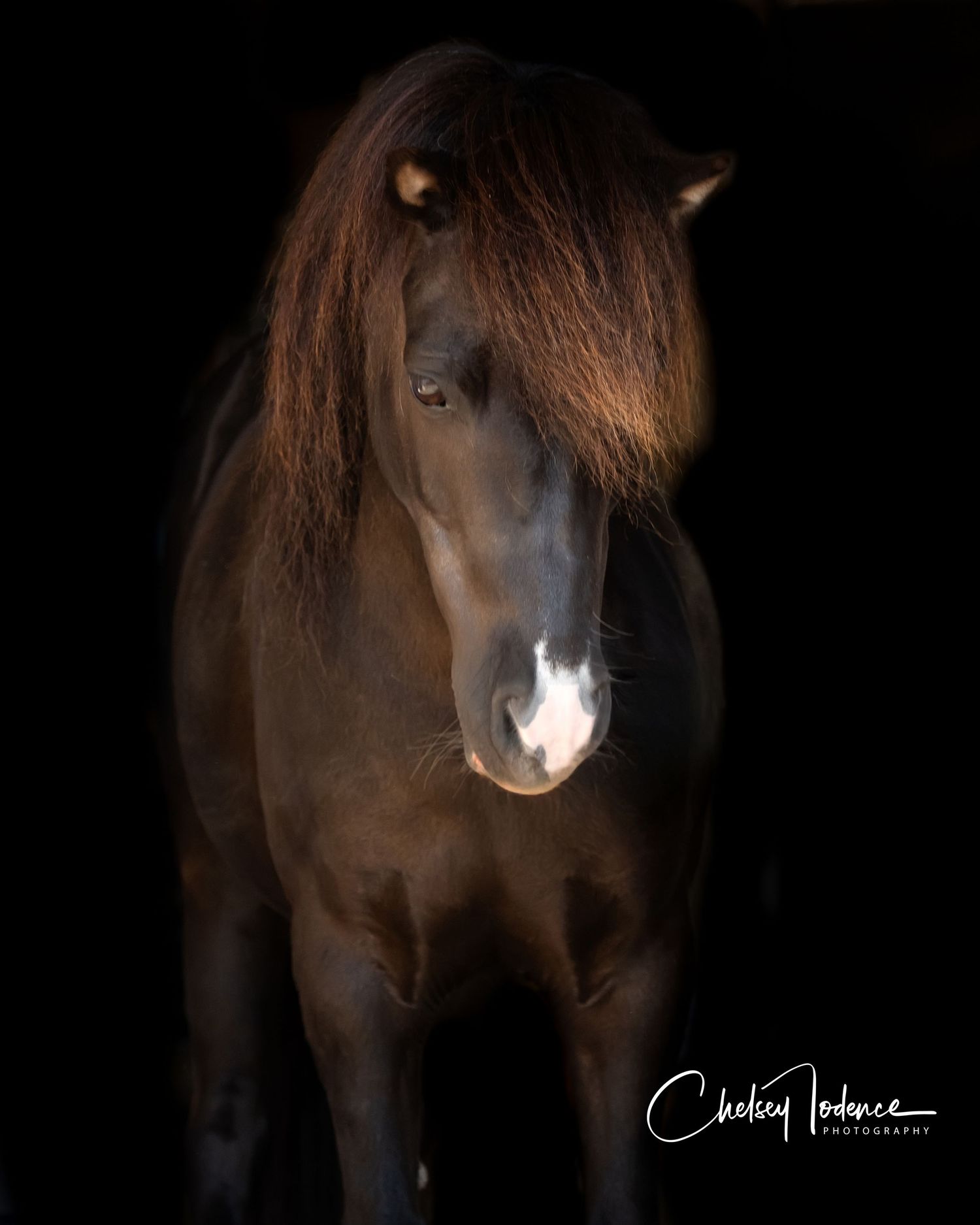 Professional black background horse photography session in Sonoma County barn