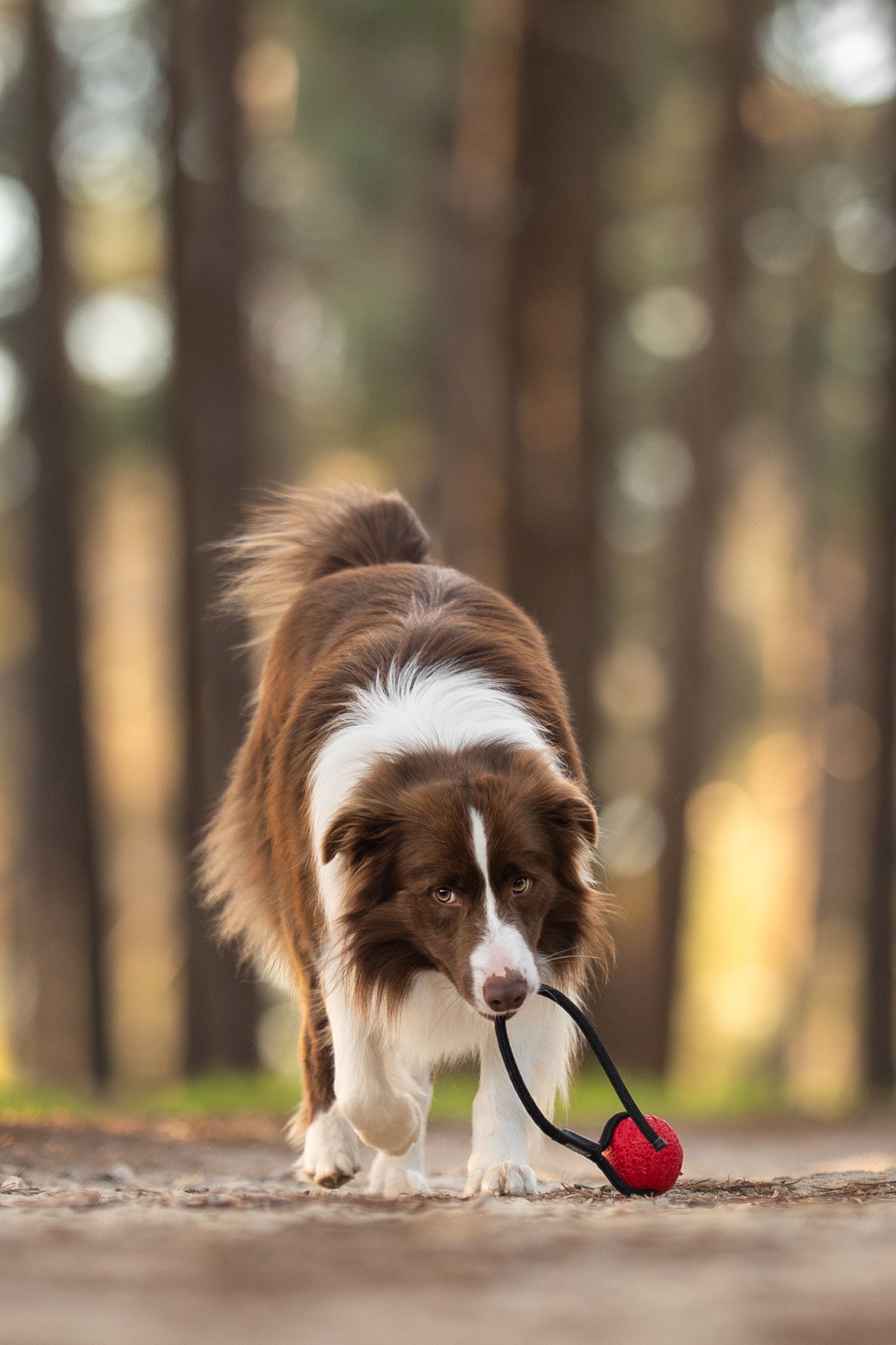 Brown and white Border Collie dog playing with red toy in our Perth Pine Forest setting.