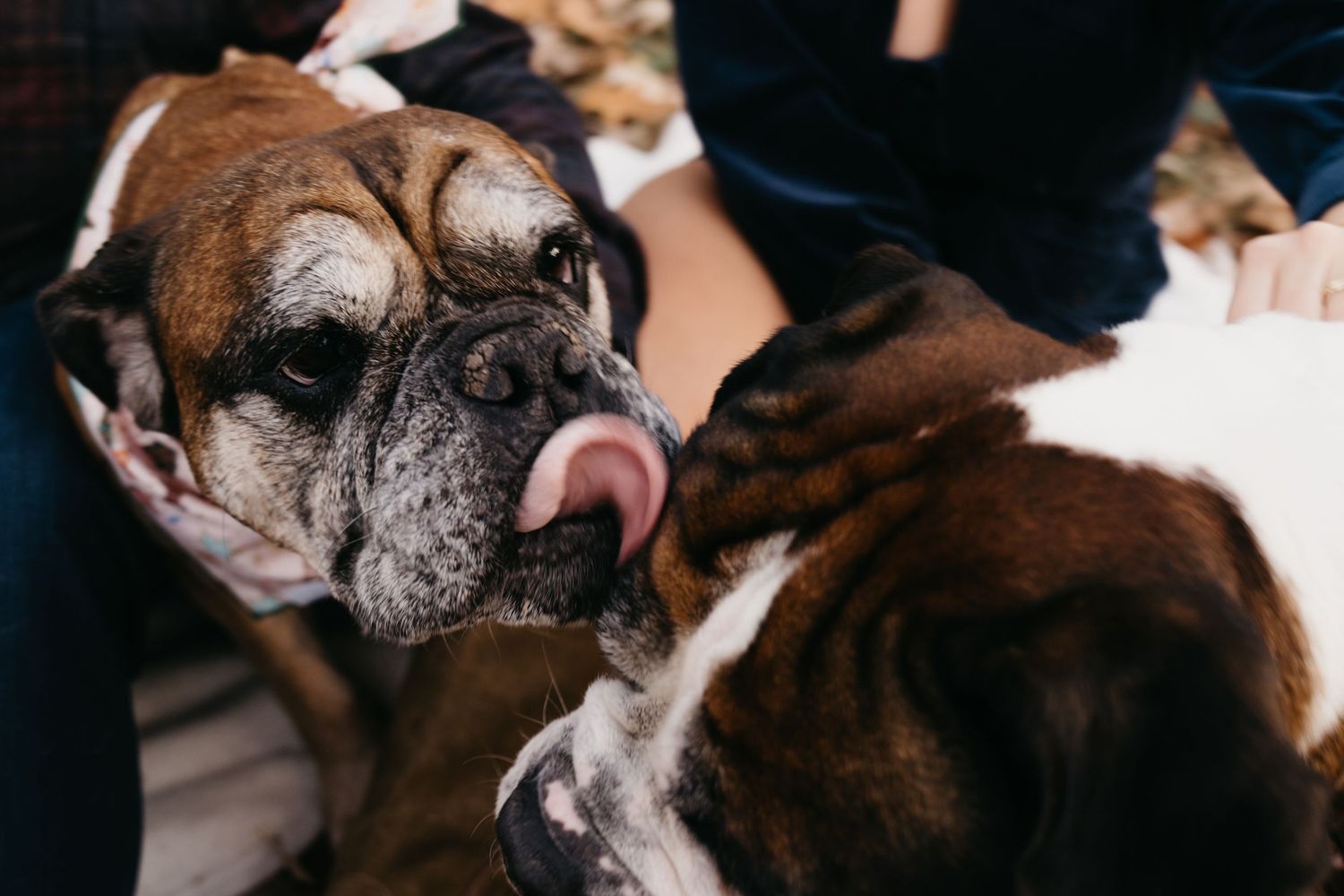 Close-up portrait of bulldog with wrinkled face and tongue showing.
