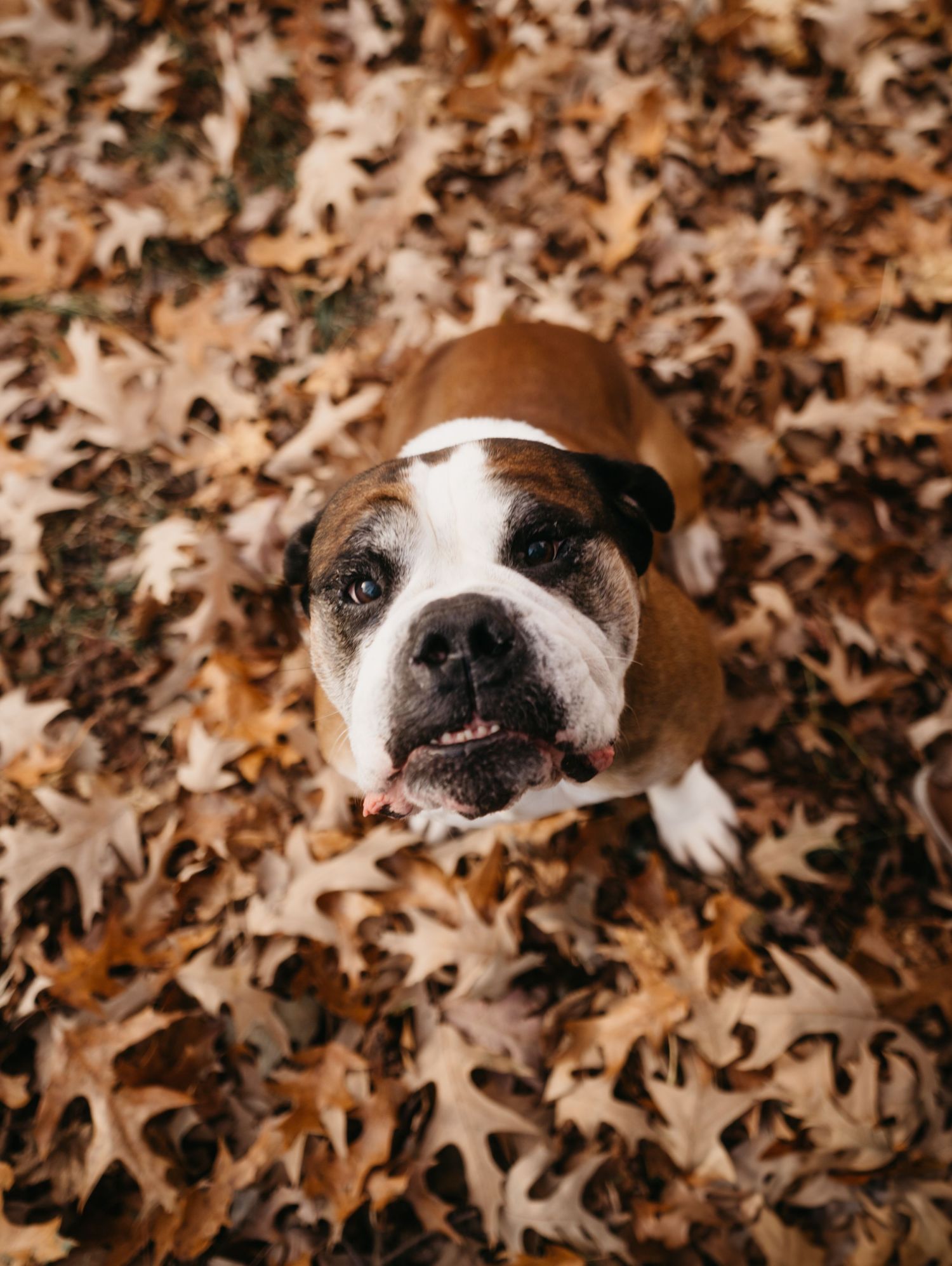 Bulldog sitting on fallen autumn leaves looking up at camera with wrinkled face.