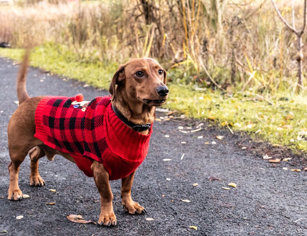 A dachshund wearing a red and black plaid sweater stands on a path surrounded by autumn foliage.
