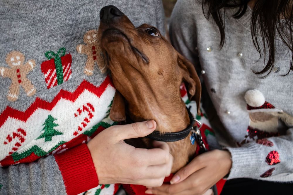 A brown dog wearing a festive Christmas sweater.