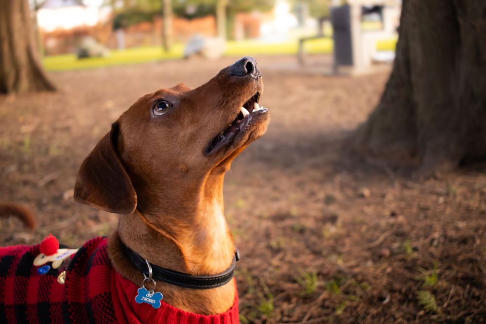 A Dachshund wearing a red plaid sweater looks up with an eager expression in an autumn park setting.