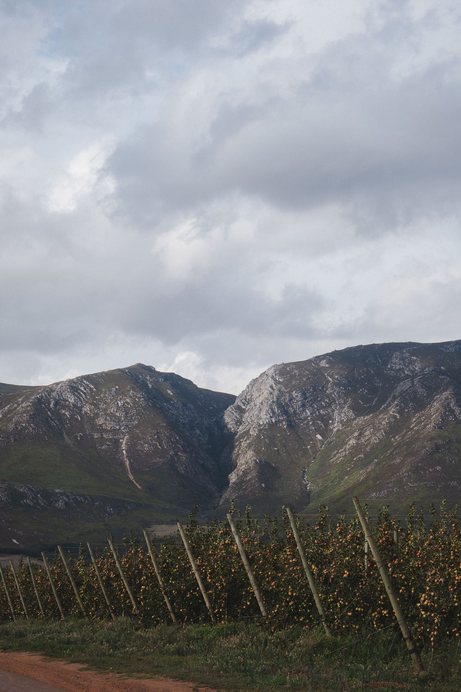 Oak Valley farm landscape featuring vineyards, orchards and mountain views