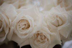 Close-up of soft white cream roses in full bloom.