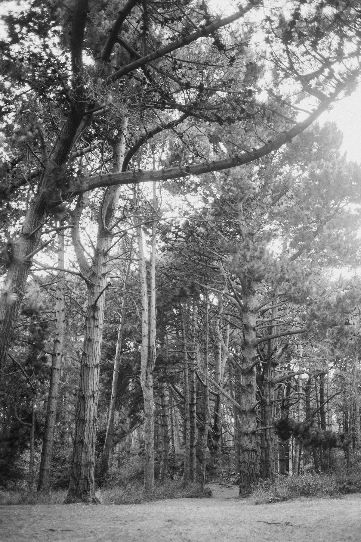 Black and white forest scene with tall pine trees and branches framing a bright sky in a serene woodland setting at wells-next-the-sea.