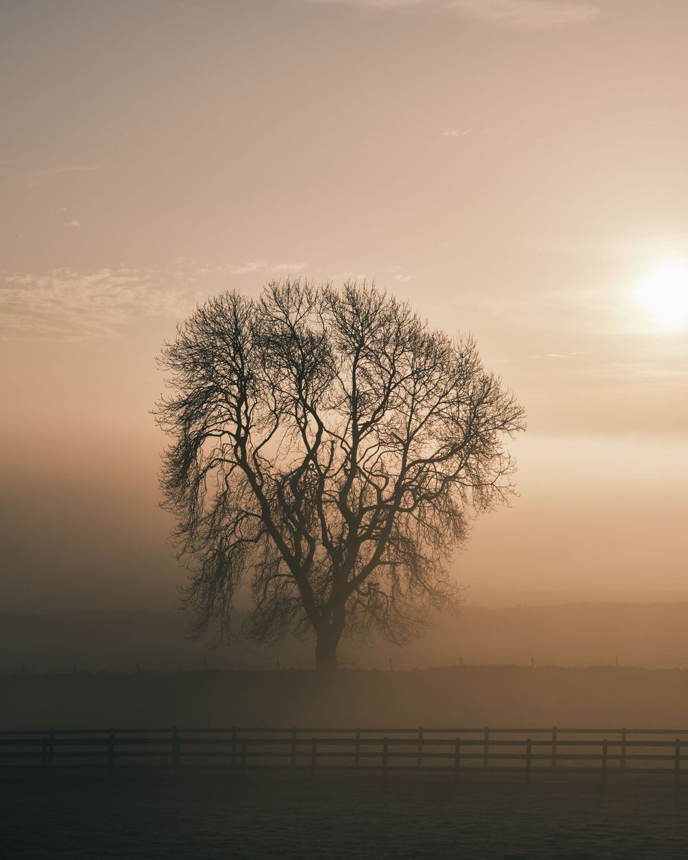 Solitary bare tree silhouetted against a misty golden sunrise over a foggy field with a wooden fence.