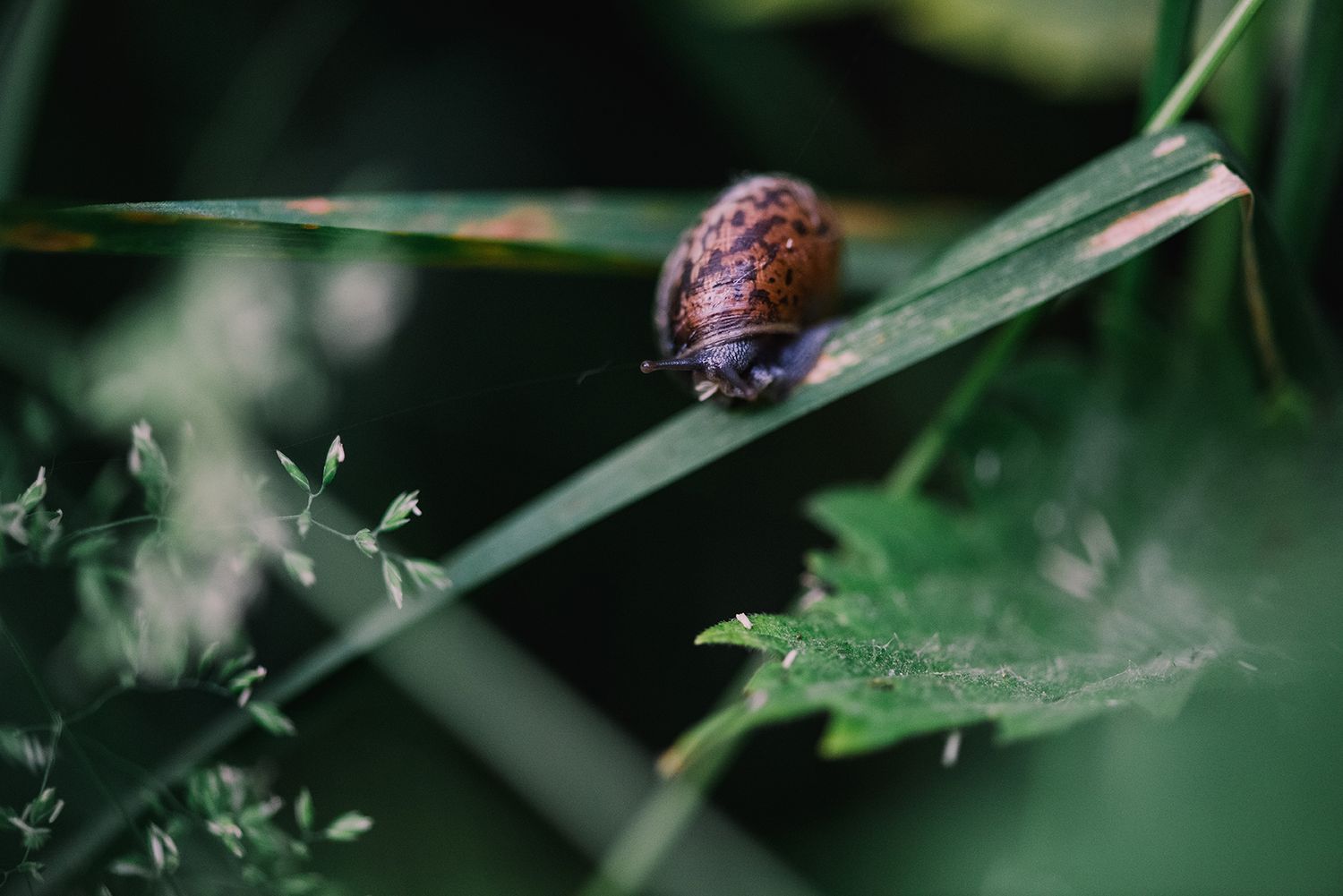 A small brown snail crawling on a green blade of grass in a macro nature photo by fine art nature photographer Kathryn Hopkins