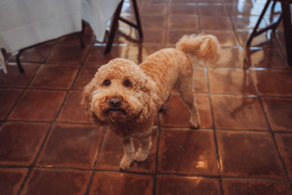 A fluffy golden doodle dog standing on terracotta tile floor looking up at the camera.