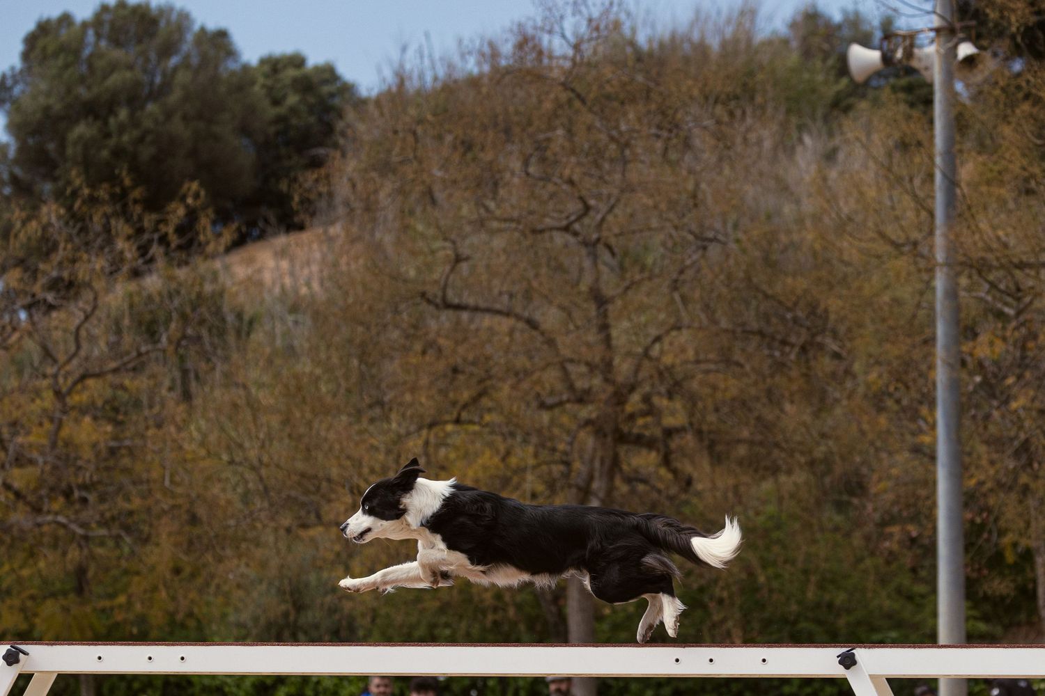 Perro border collie saltando sobre obstáculo de agility en exterior. Fotografía canina deportiva por Daniel Giménez Barcelona.