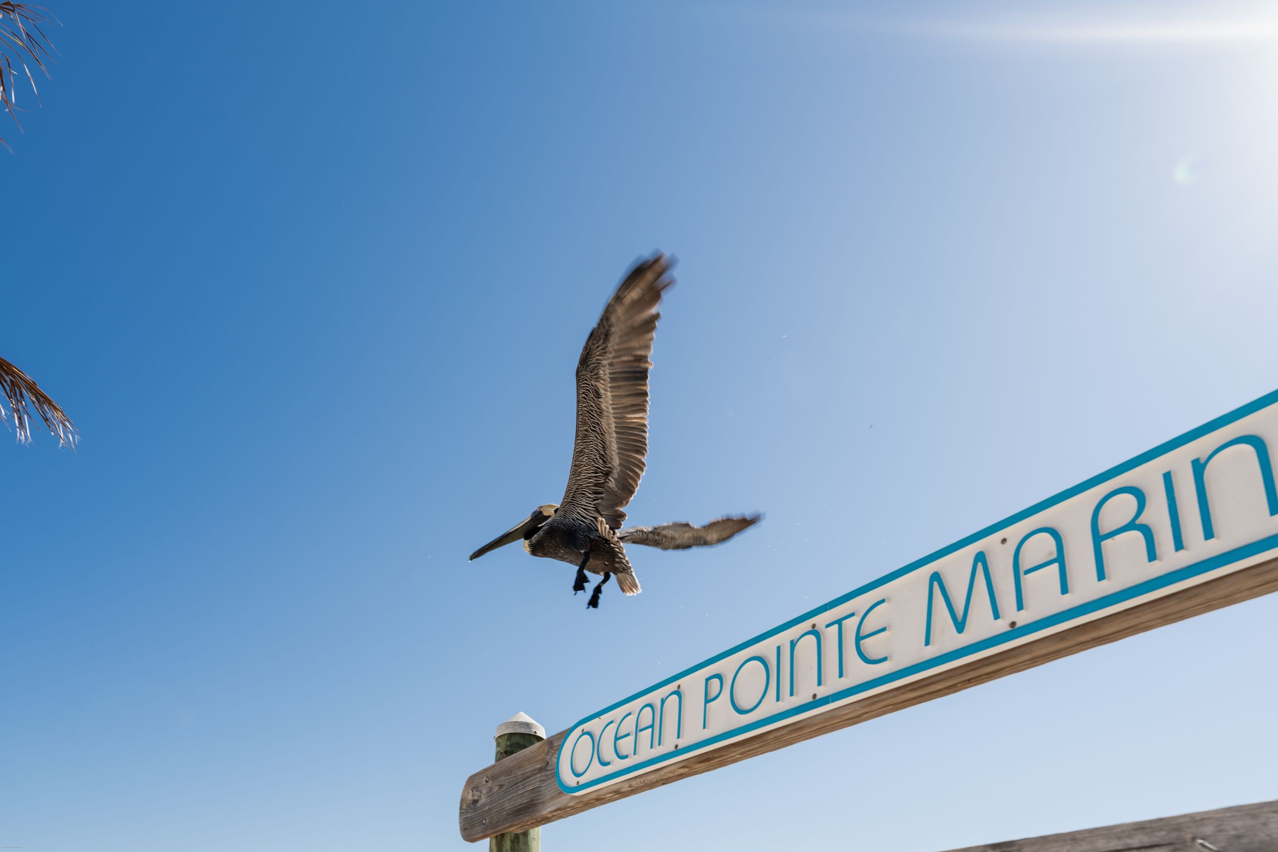 A pelican soars above the Ocean Pointe Marina sign against a clear blue sky.