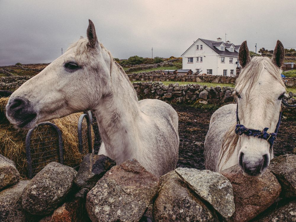 Equine