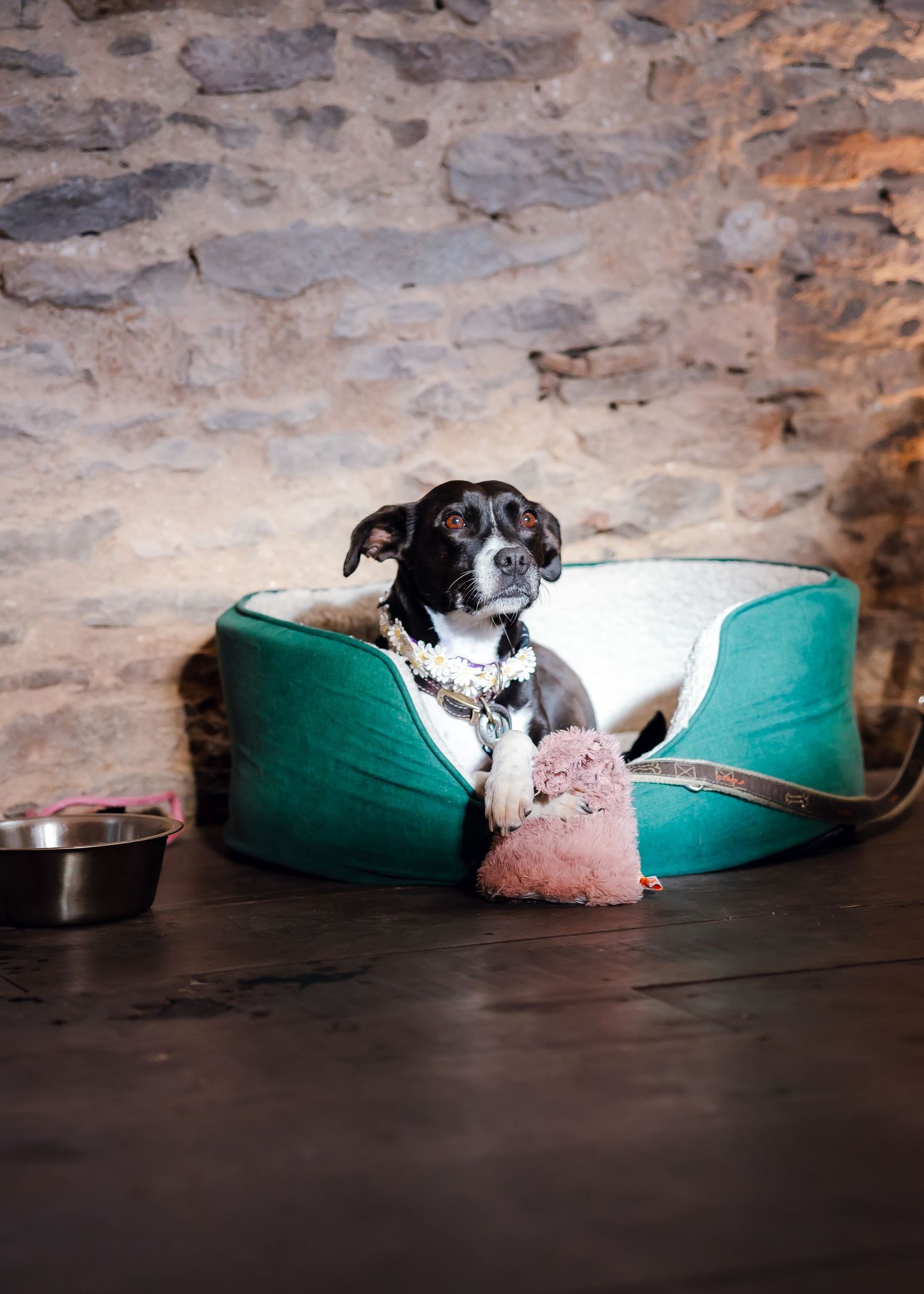 Cumbria wedding photographer - couple dog  getting comfy at the wedding venue