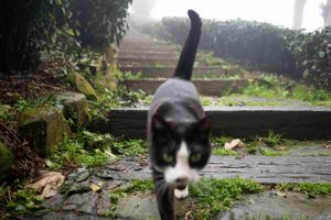 Black and white cat walking along a stone path surrounded by misty garden foliage.
