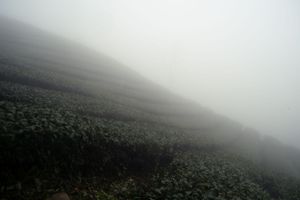 Misty mountainside covered in dense vegetation fading into thick fog.