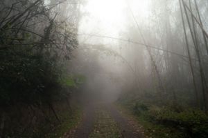 Foggy forest path winding through misty woods creating an ethereal atmosphere.