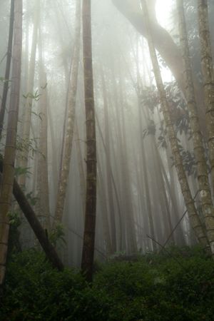Tall tree trunks in a misty forest creating a mystical atmosphere with filtered light.