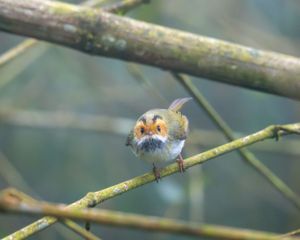 Small brown bird perched on a thin branch with fluffy feathers and alert expression.