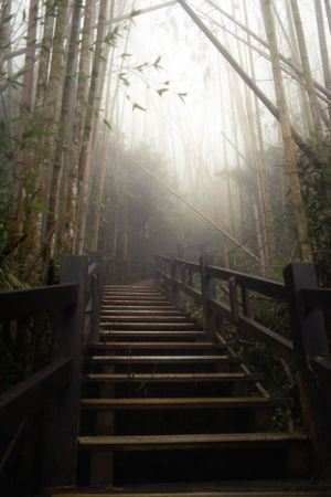 Misty wooden stairway leading upward through a foggy forest with tall trees and bamboo shoots.