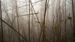 Bamboo stalks and branches in a misty forest creating an ethereal atmosphere.