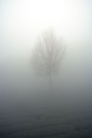 Lone tree silhouette emerging from dense fog in an open field.