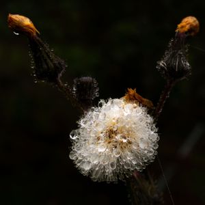 Wet dandelion seed head with water droplets against dark background.