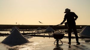 Workers collecting salt during golden hour at a traditional salt farm.