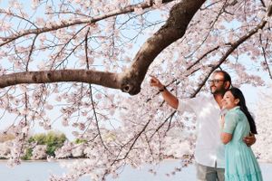 Cherry blossoms frame a romantic springtime photoshoot in a park.