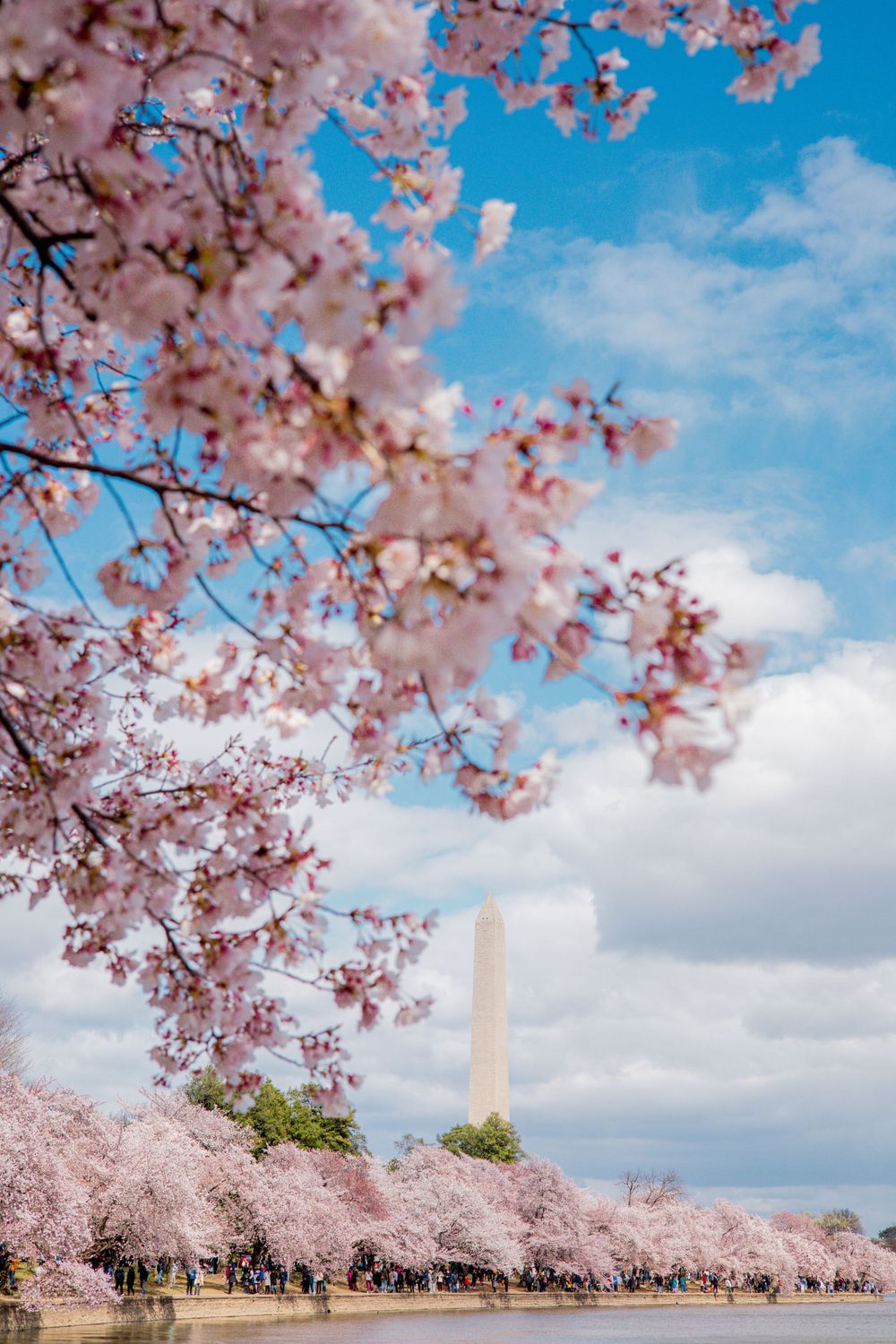 Pink cherry blossoms bloom against blue sky with Washington Monument visible in background.