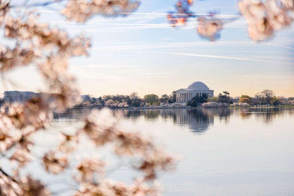Cherry blossoms frame panoramic view of Jefferson Memorial reflecting in Tidal Basin at sunset.