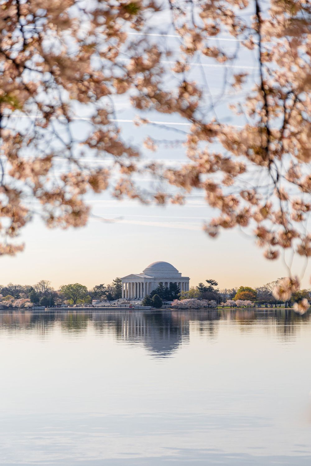 Cherry blossom branches frame serene view of Jefferson Memorial across calm waters.