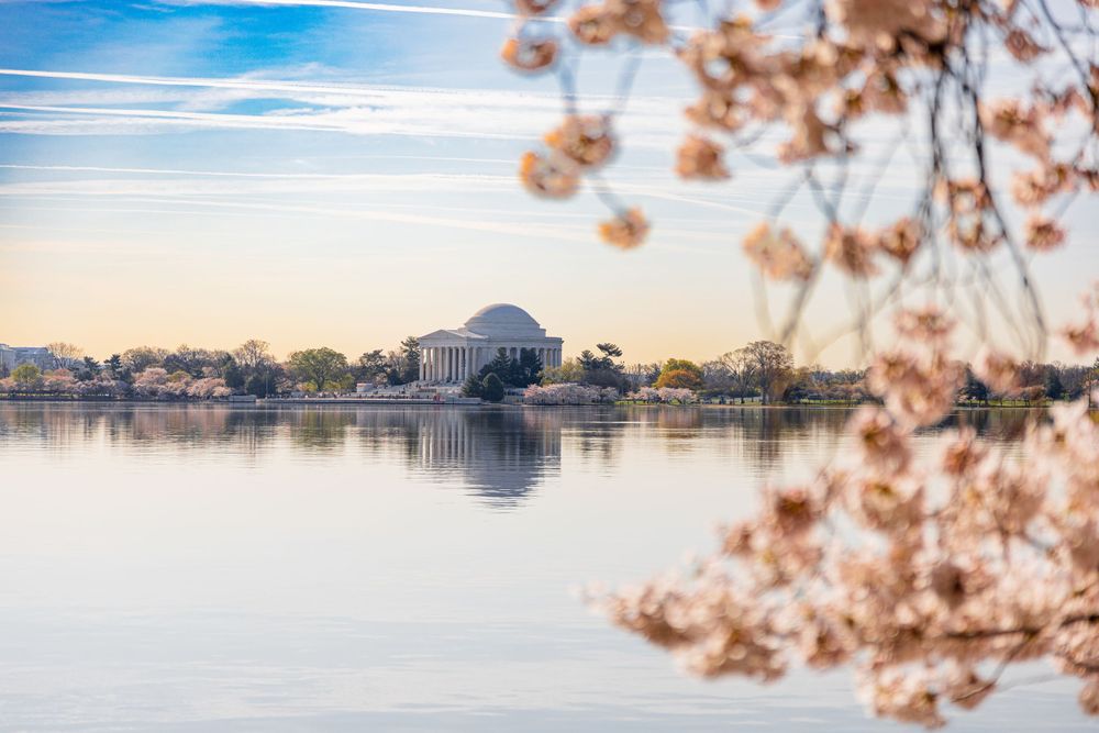 Peaceful morning view of Jefferson Memorial reflecting in Tidal Basin with cherry blossoms.