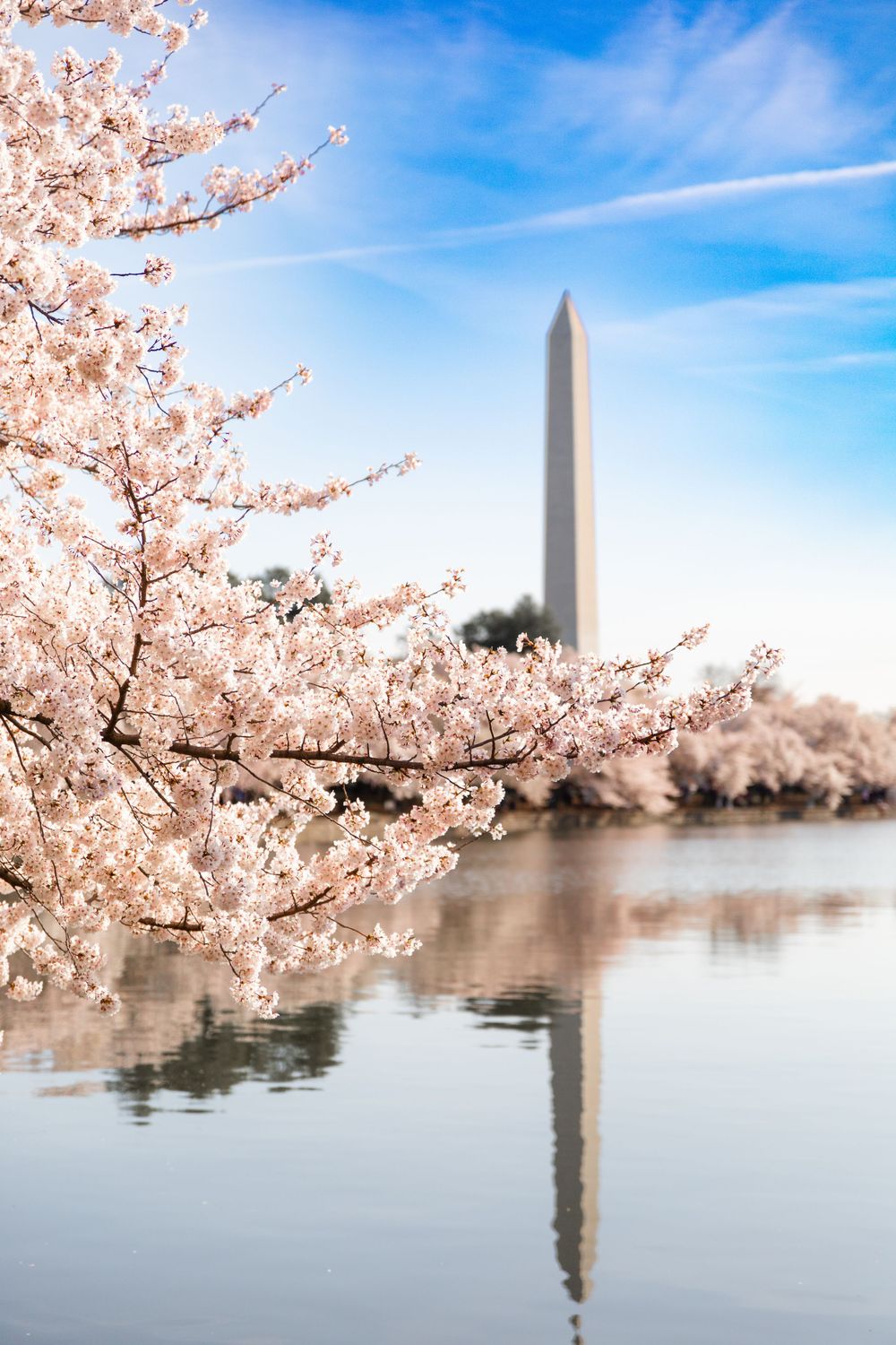 Washington Monument reflects in Tidal Basin waters surrounded by blooming cherry blossoms.