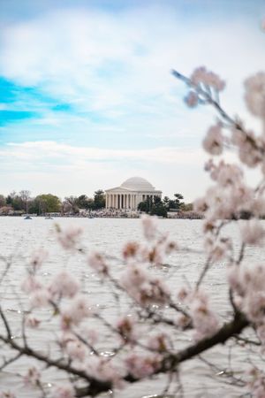 Cherry blossoms frame the Jefferson Memorial across the Tidal Basin in Washington DC.