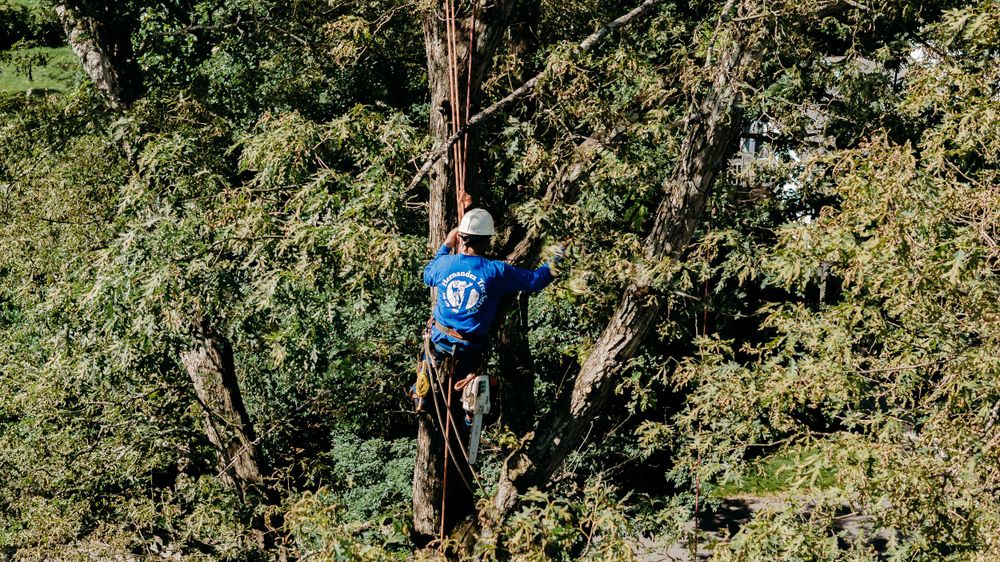 Person climbing a tree wearing safety gear and blue equipment.