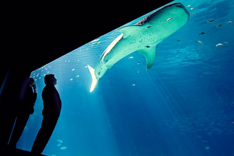 Silhouettes of visitors viewing large whale shark through aquarium glass.